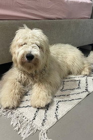Ollie The Goldendoodle